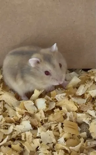 Plantel de roedores - RUSSO, SÍRIO e GERBIL - matrizes e filhotes