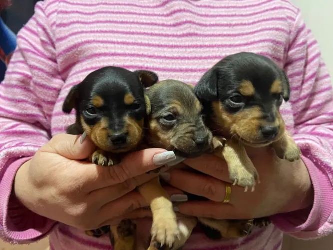 Pinscher puro