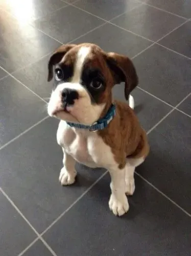 Boxer Companheiro de Silêncios Bons