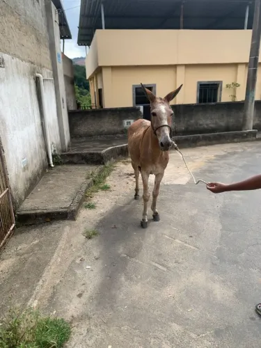 Vendo mula ou troco em potro
