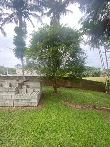 Vende-se Jabuticabeira