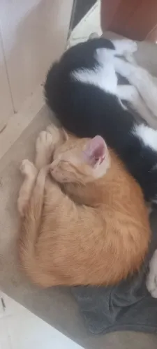 Doação de gatos filhotes lindos e fofos