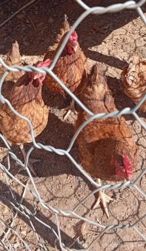 Vendo galinhas raça Embrapa botando, acabaram de completar um ano 