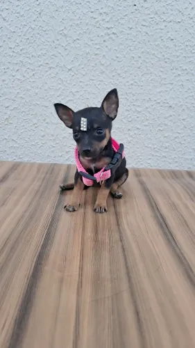 Pinscher n° 0 com 1