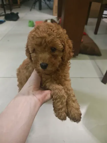 Linda Filhote de Cavapoo fêmea Red