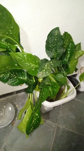 Planta comigo ninguém pode 
