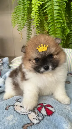 Lulu da Pomerânea (Spitz Anão)