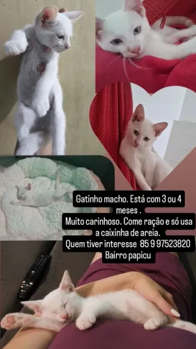 Gatinho macho
