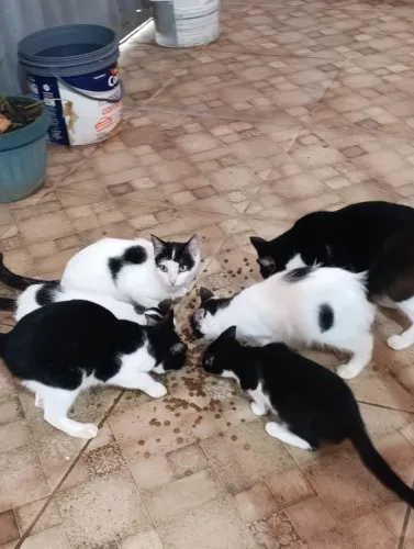 Gatos