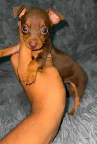 Miniatura filhote ? de pinscher
