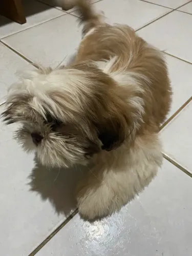Filhote de shitszu já vacinado 4 meses