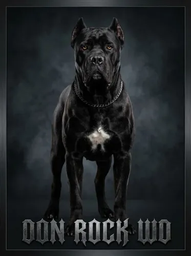 CANE CORSO CRUZA