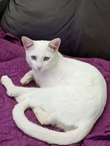 Doação de gatos