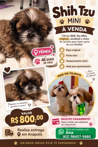 Vendo, Filhote, de shih tzu fêmea mine . A menor da raça