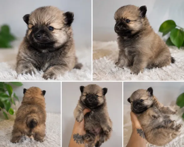 ? Spitz Alemão (Lulu da Pomerânia) Macho - Muito Peludo