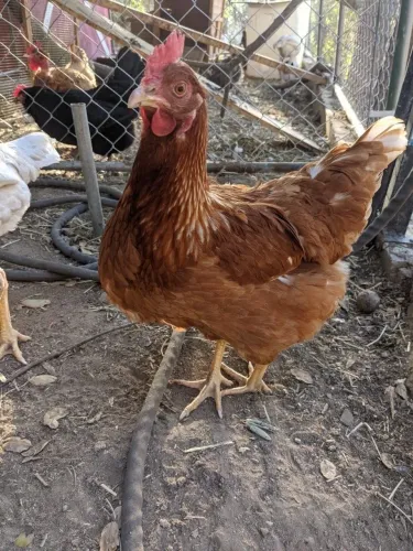 GALINHA A VENDA