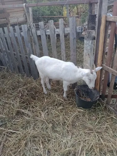 Cabra fêmea saanem 8 meses