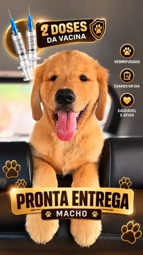 Golden Retriever