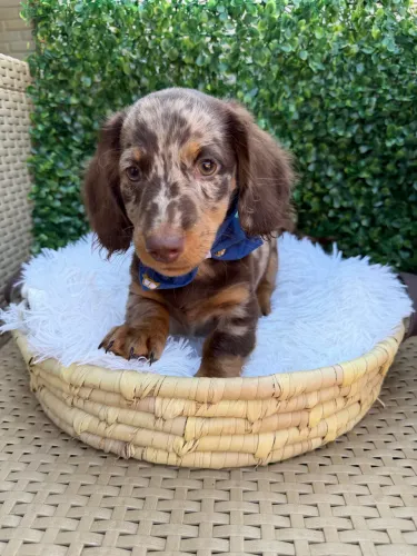Daschshund pelo longo