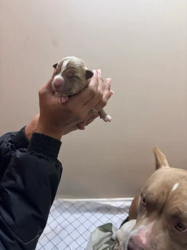 Pitmonster fêmea