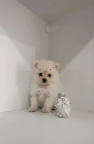 Spitz Filhote Para Novo Lar