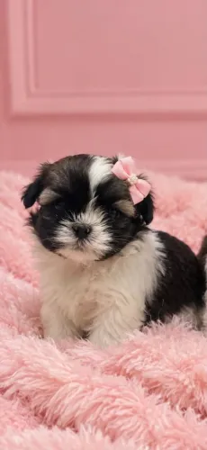 Lindo filhote de shih Tzu perfeitos
