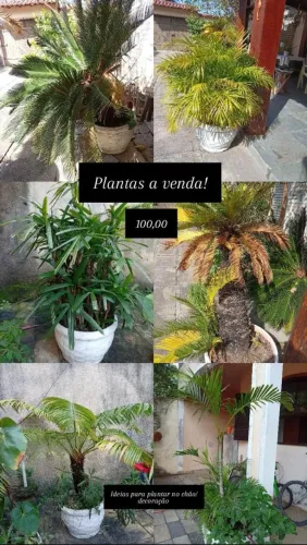 Plantas 100,00