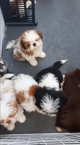 Doação de filhote de shihtzu chamar no WhatsApp