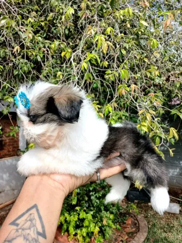 SHIH TZU FÊMEA