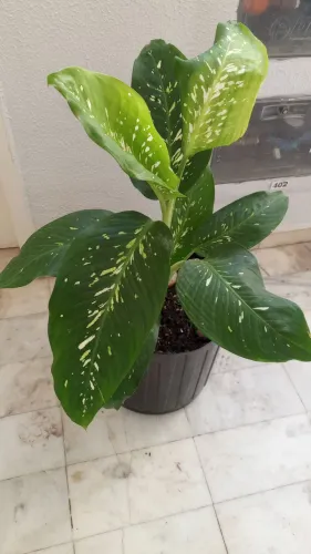 Planta comigo ninguém pode
