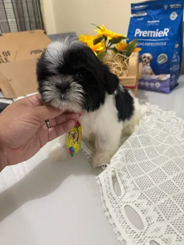 Shihtzu Micro Macho