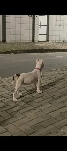 Pitmonster