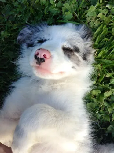 Border Collie Filhotes 