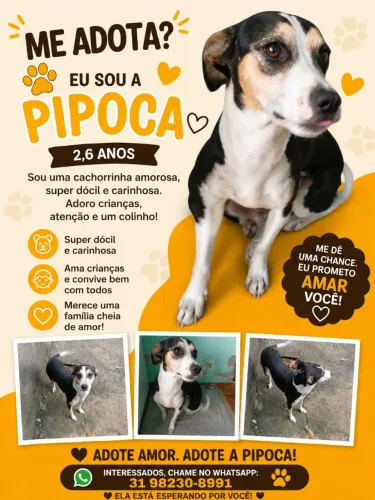 Cachorro (Doação)