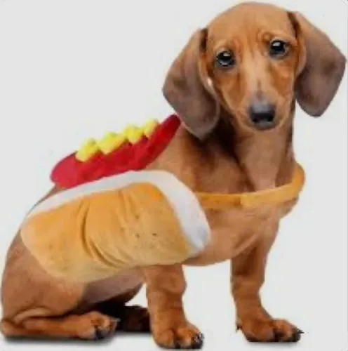 Fantasia de cachorro quente para pet