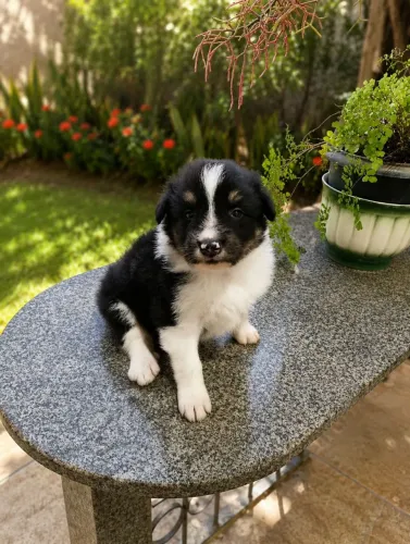 Vende-se filhotes de Border Colie
