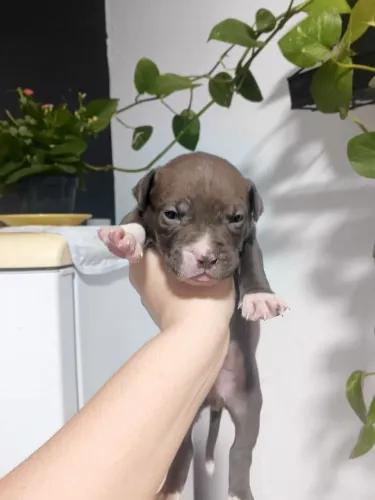 Filhotes de pit Bull X American bully 400$ macho 500$ femea
