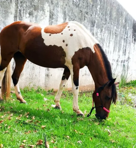 Égua pampa