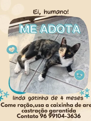 Adote uma gatinha.