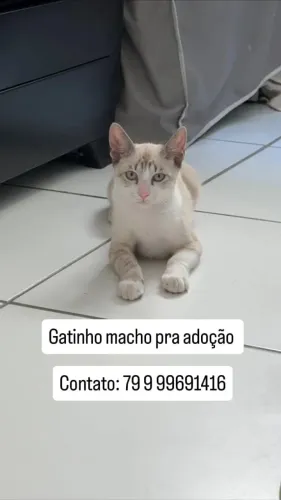 Gato