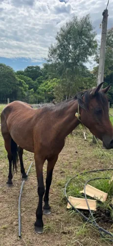 Crendo uma linda égua mangalarga marchador