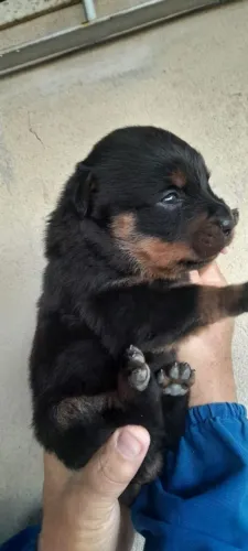 Animais rottweiler