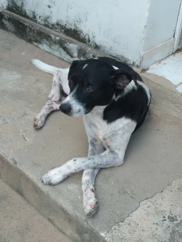 Cachorro para adoção