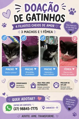 Doa-se gatos