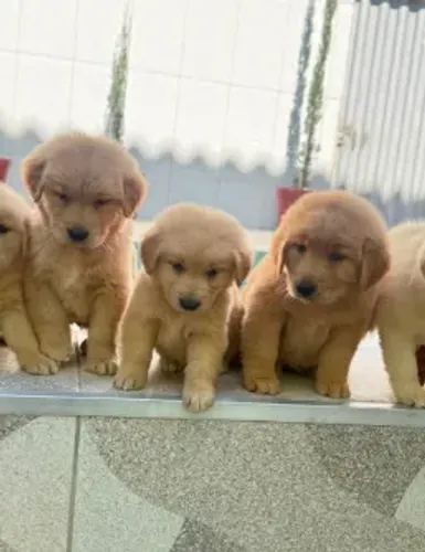 Golden Retriever DOAÇÃO RESPONSÁVEL