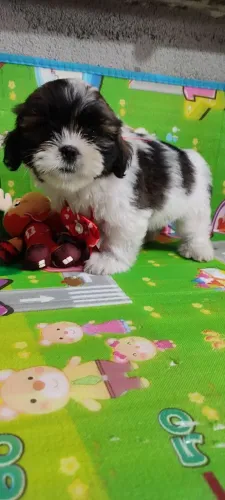 Lhasa apso vc encontra aqui