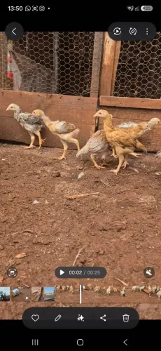 10 Franguinhos Caipira X INDIO GIGANTE 