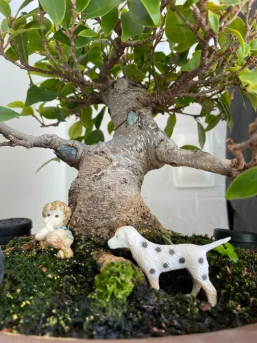 Bonsai de Ficus Microcarpa