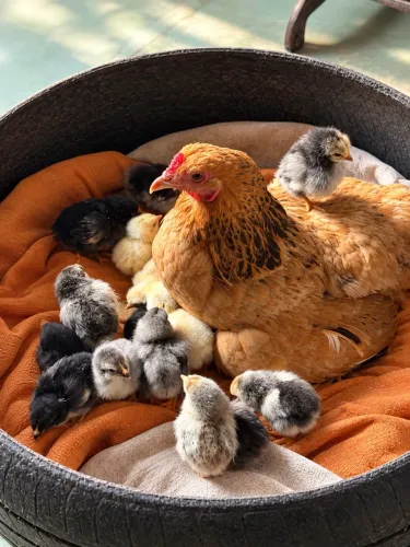Pintinhos mestiços de Brahma