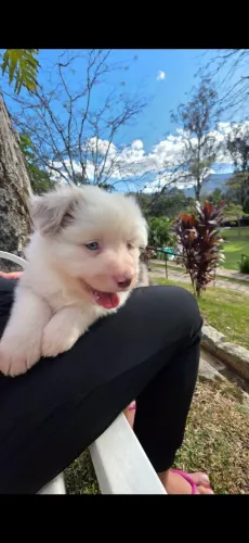 Filhotes Boder Collie